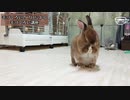 【うさぎ動画】うちのうさぎが毛づくろいを教えます【毛づくろい講座】