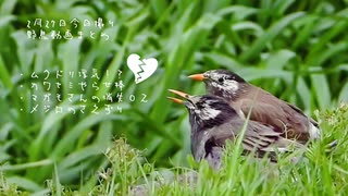 ムクドリの浮気！？今日撮りの野鳥動画まとめ3月27