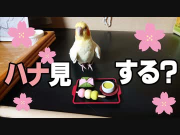 「ハナ」より団子