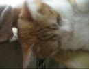 もこ＆りんの日常　２３　ゴロゴロしている