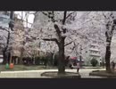 りんぐの錦糸公園でお花見して来た②【2020.3.27】