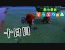 【実況】タランチュラは出てほしい時に出てこない【あつまれ どうぶつの森】十日目
