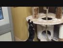 あずにゃん危機一髪