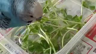 不要不急の外出を自粛し、豆苗プールをお楽しみになるインコ