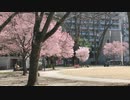 宮城、仙台は錦町公園の桜２　　コロナの年2020年03月28日