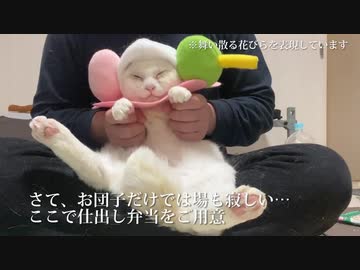 オッドアイの白猫、外出自粛の皆様にお花見を提供する