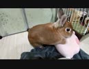 【うさぎ動画】うちのうさぎが新しいおもちゃで遊んでくれません