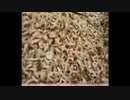 【37】検索してはいけない言葉をｱﾋｬﾋｬ(ﾟ∀ﾟ)と検索してみた