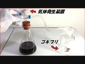 メントスコーラで発生させた「気体」をゴキブリに吸わせたら、とても科学的な結果になった。