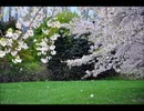 【オリジナル】さくらクレシェンド(インスト&ピアノ)