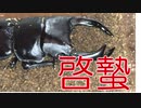 啓蟄の蟲