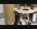 危機一髪（スロー付き）