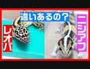 【初心者向き】レオパとニシアフの違いを紹介します