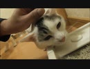 興奮して転がりまくる猫