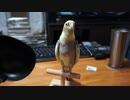 オカメインコとおたま