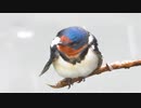 ペンギン