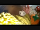 ハムスター飼いました。その93～2020年３月だよ!!体重測定だよ!!～