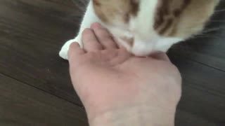 レオちゃん誕生日おめでとう□