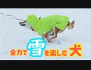 「犬は喜び庭かけまわり」を検証！全力で雪で遊ぶ柴犬ももっぷ