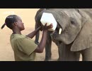 女性飼育員が子ゾウを癒やす保護区 ケニア