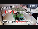 【パパと一緒に】トマト育ててみた part7【元気ないとこ切ってみる…】