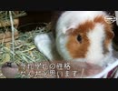 【モルモット動画】うちのテディモルモットはインドアすぎる【自宅待機】