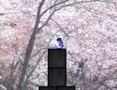 トライアルstage4こんな感じのルート