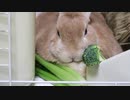 食べないんですか？
