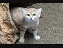 撮ってきた動物写真を公開してみる その5