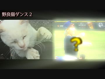 野良猫ダンスでてってってー『猫ローリング編』