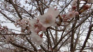 桜20200330-1