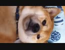 犬(指倉)