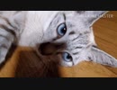 猫(指倉)