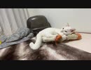 珍妙ネコチャンズ、猫部屋リフォームでテンション爆上げ