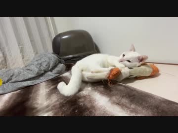 珍妙ネコチャンズ、猫部屋リフォームでテンション爆上げ