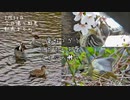 コガモ求愛・コゲラ蜜吸・アオジ囀り✨今日撮り野鳥動画まとめ3月30日