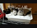 我が家のなかよし兄弟ねこ