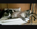 ヘアゴムで遊ぶ猫