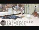 【うさぎ動画】うちのうさぎがブランケット強奪【モルモット動画】