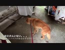 飼い主いなくて絶望する犬