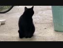 散歩行こうとしたら犬が起きないので、遊びに来てた黒猫見てた。