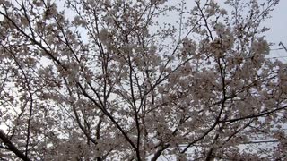 桜20200330-2