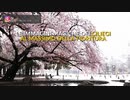 東京の魅力：満開の桜に雪が積もる...イタリアのメディアが報道