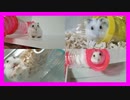 『自由きままなハムスター』の巻 Freedom hamster. #30【ハムスター物語】