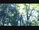 びっくりした／ZATSUDANic NATIVE