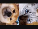 犬(指倉)と猫(指倉)