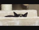どんなに上手に隠れても、可愛いお耳が見えてるよ♪