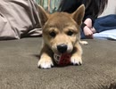 【子犬柴犬】ビビりながらおもちゃと遊ぶ柴犬が面白可愛い！癒し効果もあるかも？