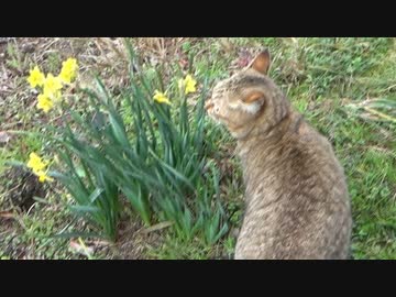 お散歩タタルさん　＃157