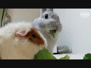 【うさモル動画】うちのうさぎとモルモットに無農薬野菜あげてみた